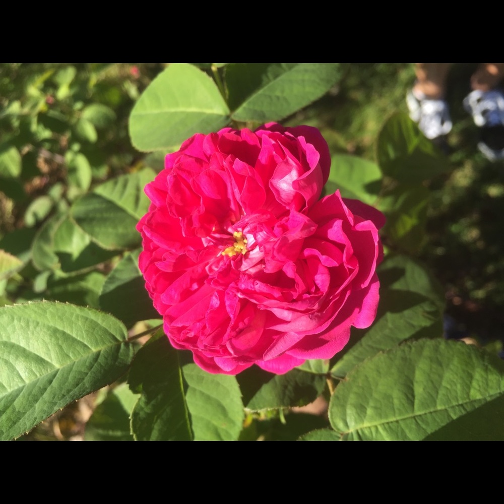 Meet your Posher, Riley - Picture 2 of 2